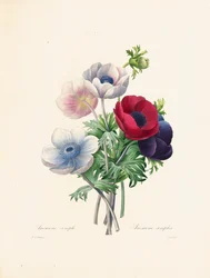 Anemone, inciso da Langlois, da 
